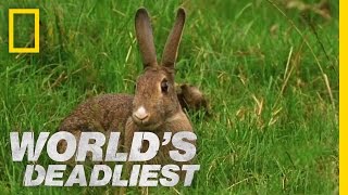 Stoat Hypnotizes Rabbit  Worlds Deadliest [upl. by Puglia471]