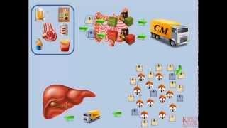 Lipids and Lipoproteins  Part 2 Exogenous Pathway [upl. by Ethel893]