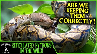 RETICULATED PYTHONS IN THE WILD are we keeping them correctly  Adventures in THAILAND 2020 [upl. by Mic]