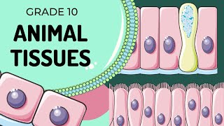 Animal Tissues [upl. by Anay911]