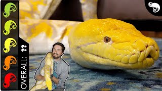 Reticulated Python The Best Pet Snake [upl. by Nirred717]