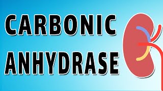 Carbonic Anhydrase and Bicarbonate Reabsorption [upl. by Buck551]