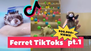 FERRETS Taking Over Tiktok  FUNNIEST Trending pt 2 [upl. by Yramanna]