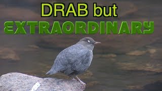 American Dipper Wading Swimming Underwater Singing NARRATED [upl. by Assilem251]