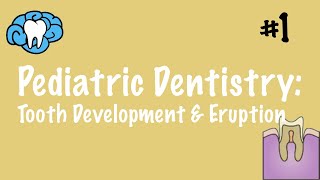 Pediatric Dentistry  Tooth Development and Eruption  INBDE ADAT [upl. by Aicital]