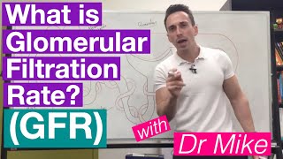 Glomerular Filtration Rate GFR  Renal System [upl. by Kinch]