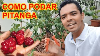 Como podar pitanga da forma correta e manejo para encher de frutos [upl. by Ecidnacal27]