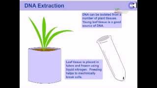 DNA extraction from plants [upl. by Lehcem]