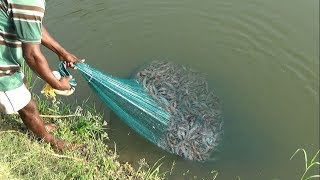 PRAWN CATCHING AT POND [upl. by Shira]