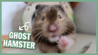 What is a Ghost Hamster [upl. by Prudy285]