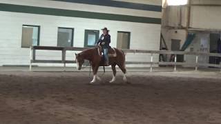 AQHAAPHA gelding for sale [upl. by Ingrim503]