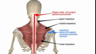 Two Minutes of Anatomy Trapezius [upl. by Nannek]