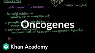 Oncogenes  Biomolecules  MCAT  Khan Academy [upl. by Ateekram944]