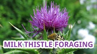 Milk Thistle Identification [upl. by Hashimoto]