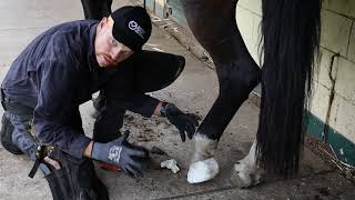 Treating a Hoof Abscess [upl. by Meriel]