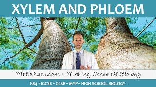 Transport in plants  Xylem and Phloem  GCSE Biology 91 [upl. by Tooley]