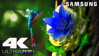 4K ULtra HD  SAMSUNG UHD Demo׃ LED TV [upl. by Slein847]