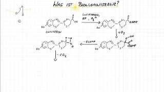 Was ist Biolumineszenz [upl. by Fredrick]