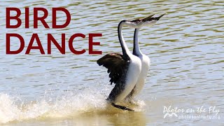 Western Grebe Dance [upl. by Einohpets]