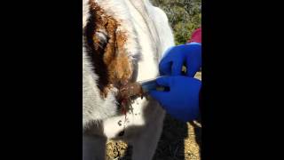 Horse Abscess Being Lanced [upl. by Groves3]