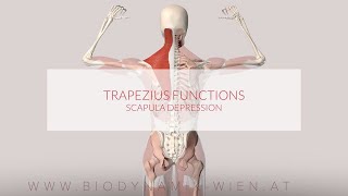 Trapezius Muscle Functions Scapula Depression 3D Animation [upl. by Emmet]