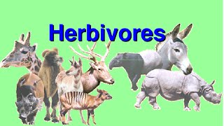 What are Herbivores Video for Kids [upl. by Alik]