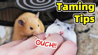 How to Tame Hamster and Minimise Biting [upl. by Cicely]