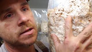 Growing Shiitake Mushrooms  In depth on Colonizing Shiitake Blocks [upl. by Nevil]