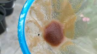 How to culture daphnia moina in a small container Part 1 English Subtitle [upl. by Farrow785]