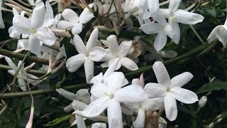 Growing Winter Jasmine Jasminum polyanthum [upl. by Anirtak]