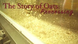 Story of Oats Processing [upl. by Azeel]