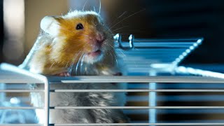 Hamster Escapes Cage To Go Exploring  Pets Wild At Heart  BBC Earth [upl. by Dill]