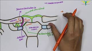 Sternoclavicular Joint  Synovial Joint  Type  Attachments  Ligaments  clinical [upl. by Analaf]