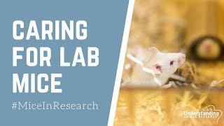 Caring for laboratory mice [upl. by Kerstin]