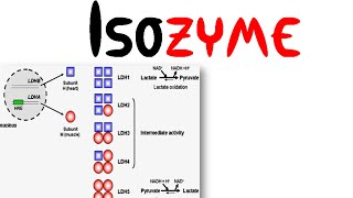 Isozyme [upl. by Heintz955]