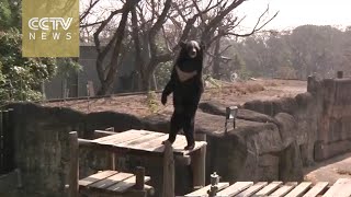 Rare Formosan black bear filmed walking upright [upl. by Brahear]