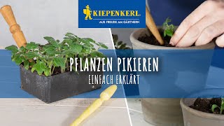 Pflanzen pikieren  so wird es gemacht [upl. by Elsy933]