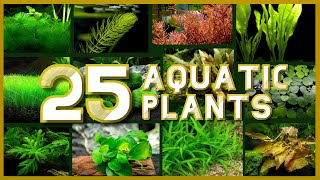 Types of Aquatic Plant for your Aquarium [upl. by Erialcyram]