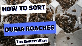 Sorting Dubia Roaches  The Easiest Way [upl. by Euqirdor]