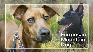 Formosan Mountain Dog The Breed that just wont die [upl. by Len371]