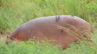 Red billed oxpecker Hippo [upl. by Donohue35]