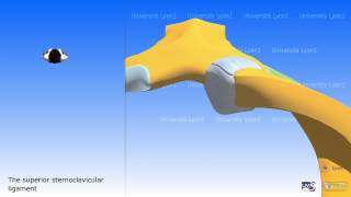 The Sternoclavicular Joint [upl. by Aihsak]