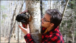 How to Harvest Chaga Correctly Featuring Birch Polypore [upl. by Rehotsirk]