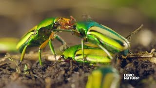 Insect Mating  Everything You Need to Know  Love Nature [upl. by Hagood]