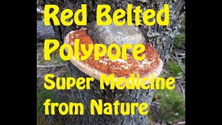 Red Belted Polypore  Super Medicine from Nature [upl. by Aenej]