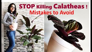 Calathea plant care  Mistakes you should avoid [upl. by Pearl]