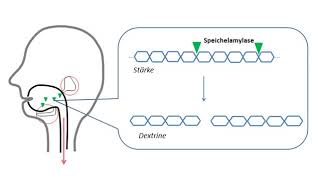 Verdauung der Kohlenhydrate [upl. by Drageruaeb]