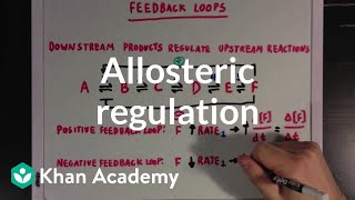 Allosteric regulation and feedback loops  Biomolecules  MCAT  Khan Academy [upl. by Elolcin116]