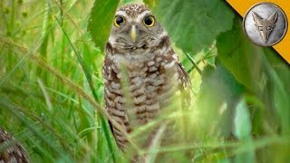 A Rare Glimpse of the Burrowing Owl [upl. by Thorma]