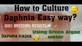 Daphnia MagnaHow to Culture Daphnia Easy wayCulturing Daphnia using Green water Daphnia [upl. by O'Dell]